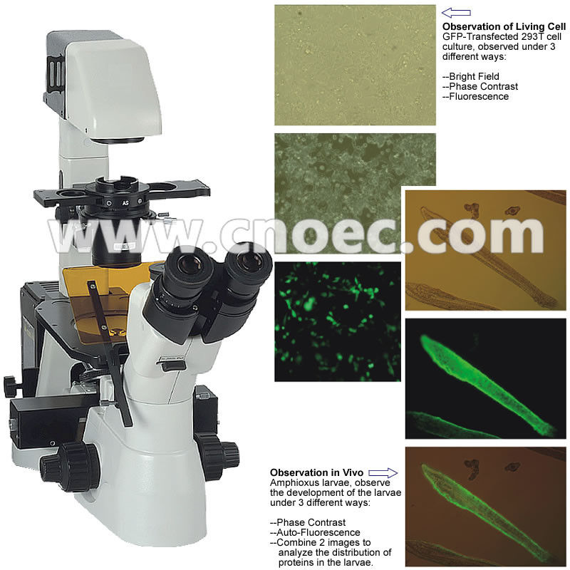 Corrected Optical System Inverted Flourescence Microscope , Kohler A16.0900
